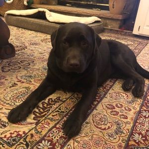 Meet your Posher, Sam